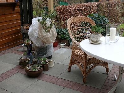 Hiverner l’olivier - 5 r�gles pour l’hivernage