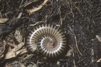 Se d�barrasser des mille-pattes ?! Ils sont utiles � ton jardin !