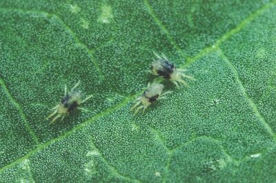 Acariens communs, Tetranychus urticae, Macro, l&eacute;gumes
