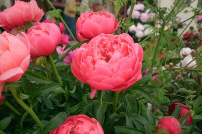 Pivoines - leur plantation, entretien et multiplication