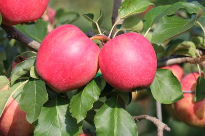 Pourquoi les pommes sont-elles bonnes pour la sant&eacute;&nbsp;?