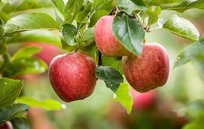 Pectine de pomme &ndash; fabriquez votre propre g&eacute;lifiant v&eacute;g&eacute;tal