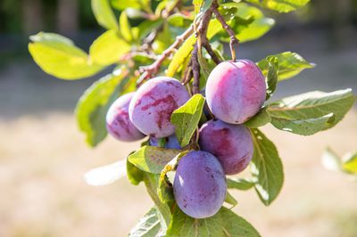 Prunes saines, d&eacute;licieuses et bonnes pour la digestion