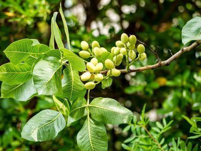 Le pistachier - un arbre m�diterran�en pour les connaisseurs