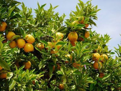 Le bigaradier�: l'agrume classique � gros potentiel