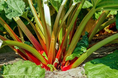 La rhubarbe est-elle un fruit ou un l&eacute;gume&nbsp;?