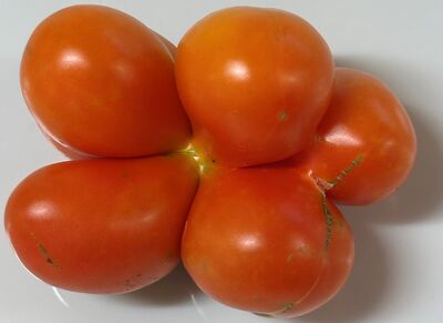 La Tomate Voyage – Histoire, fonctionnement et utilisation de la tomate � folle �