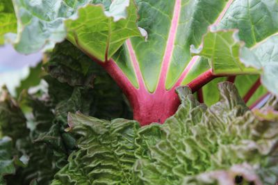 La rhubarbe est-elle toxique&nbsp;?