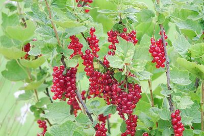 Johannisbeeren f&uuml;r Schatten und Halbschatten, Ribest Sonette, Ribes rubrum