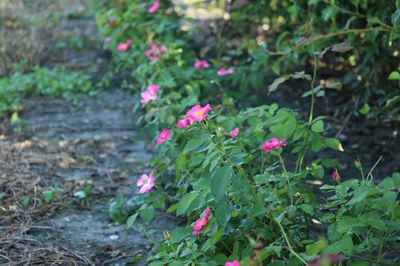 Multiplier les rosiers comme les pros