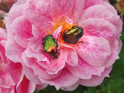 Maladies des roses, c&eacute;toines dor&eacute;es dans une fleur de Rosa Camelot, Tobias Sch&auml;fer (horizontal)
