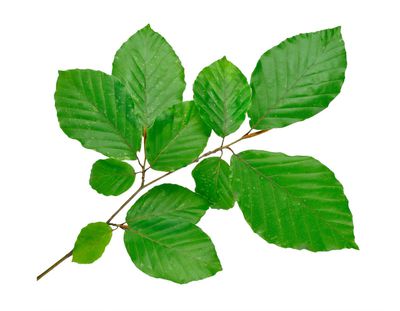 Feuille de h�tre commun - voici comment identifier le feuillage de <i>Fagus sylvatica</i>