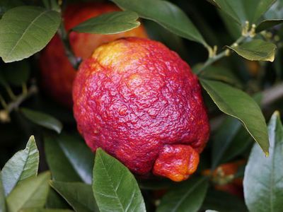 Le citronnier rouge - la f��rie des couleurs au parfum d’agrume