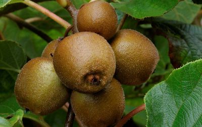 Tailler le kiwi - Voici comment tailler les actinidia