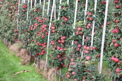 Pommier colonnaire – Principaux conseils et astuces  de plantation et de culture