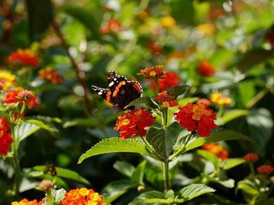 Hiverner les Lantaniers – comment les Lantaniers survivent � la saison froide