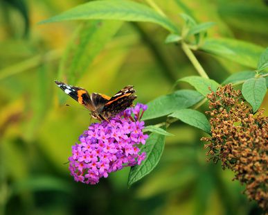 L’arbre � papillons (Buddleia)�: conseils pour l’emplacement, la plantation, la taille,...