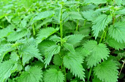 L’ortie, une plante aux multiples vertus : rem�de naturel, aliment et refuge pour la biodiversit�