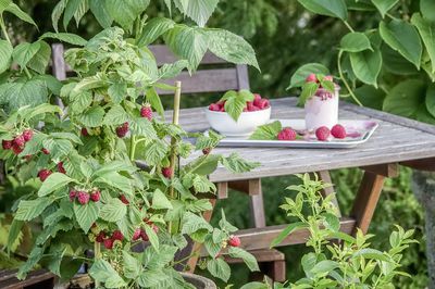 Pourquoi les framboises sont bonnes pour la sant&eacute; et sont de parfaits superaliments