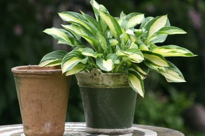 Hostas en pot