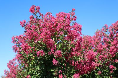 Quelle est la rusticit� du Lagerstroemia (le Lilas des Indes)?