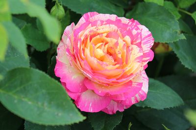 Planter, entretenir et tailler un rosier � grandes fleurs�: le guide de culture Lubera�