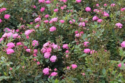 Rose Galaxy Naos, Mini-roses
