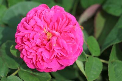Pourquoi les roses ont-elles un parfum ? – Les secrets des roses parfum�es