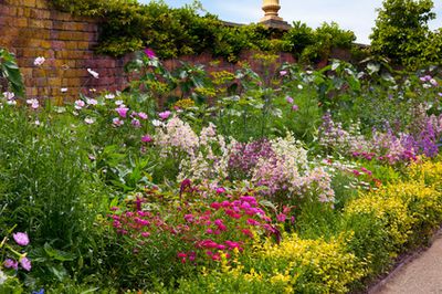 Plantes vivaces : tous nos conseils sur la plantation, l'entretien, et la p�riode id�ale pour les installer au jardin