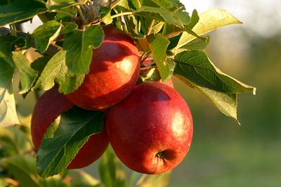 Vari&eacute;t&eacute;s de pommes sucr&eacute;es