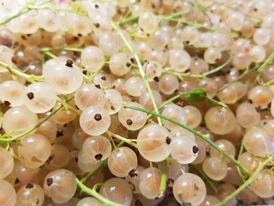 La confiture de groseilles blanches – un pur d�lice 