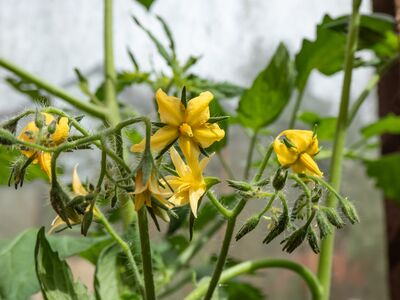 Les tomates ne fleurissent pas�: les causes les plus fr�quentes et les solutions