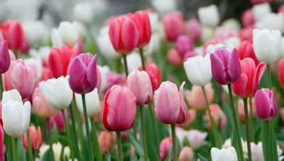 Pourquoi mes tulipes ne fleurissent pas ? Nos conseils professionnels