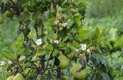 Floraison pr�coce de fruitiers et d’arbustes baccif�res
