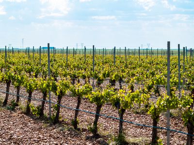 Weinreben f&uuml;r k&uuml;hles Klima