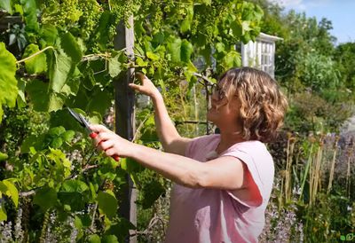 Taille de la vigne pour les d�butants : r�ussir votre taille