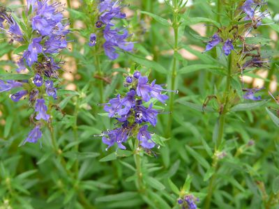 L'hysope au jardin - plantation, entretien et utilisation 