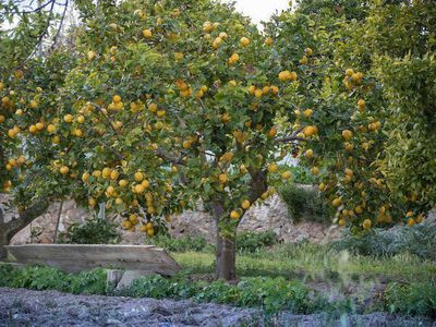 L'ABC de la r�colte des citrons�: quand et comment r�colter vos propres citrons
