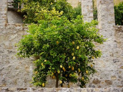 La taille du citronnier - instructions pas-�-pas