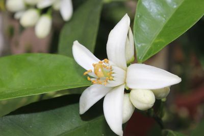 Quand et o� apparaissent les fleurs d'agrumes? – la culture au nord des Alpes