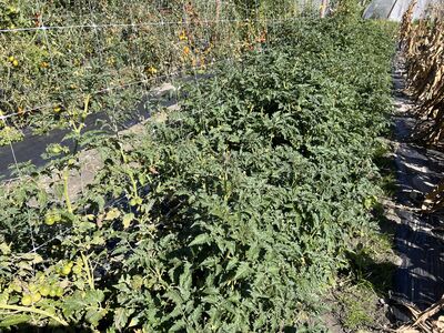 Qui a tu� les tomates ?