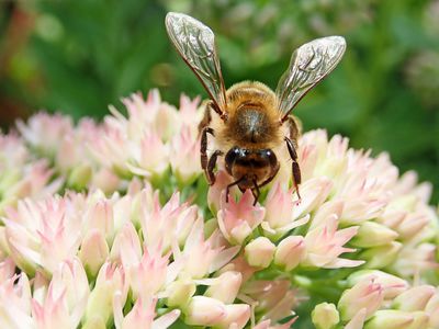 Plantes vivaces favorables aux insectes : planter une mer de fleurs pour les insectes, les abeilles, les papillons et les bourdons