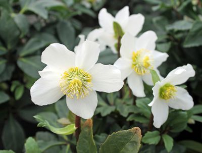 Plantes toxiques vivaces – Risques li�s aux plantes ornementales et aux herbes sauvages