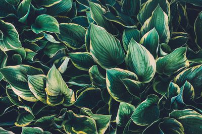 Planter des hostas - soins, vari�t�s et quand planter ?