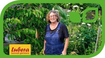 Tailler les cerisiers en espalier&nbsp;: quand faut-il tailler&nbsp;?