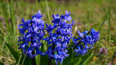 Planter des jacinthes vivaces : le bon terreau, la bonne fertilisation et les bons soins