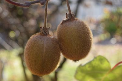 Le kiwi (Actinidia chinensis) est-il un n�ophyte envahissant en Suisse ?