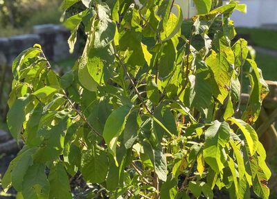 Asiminier, format paysage, pawpaw, banane indienne