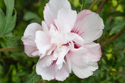 Les hibiscus r�sistent-ils bien au froid ?