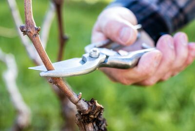 Tailler la vigne, taille de la vigne
